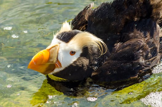 Closeup view of a Tufted Puffin in a pool of water