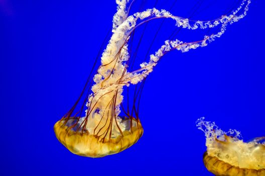 Orangish Sea Nettle Jellyfish with a beautiful blue background