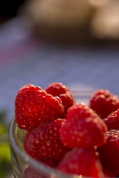 red raspberry in the afternoon sun