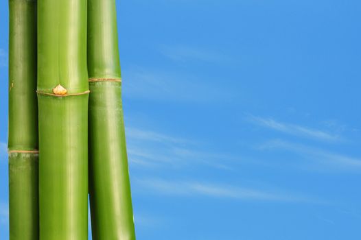 three bamboo plants against a beautiful blue sky