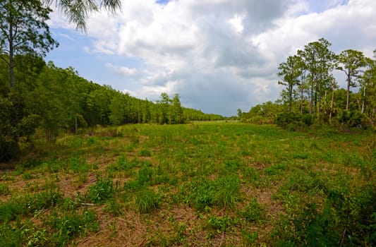 nature outside with grass and trees during summertime