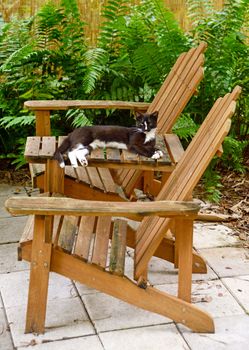 cat lounging on Adirondack chairs in the summer on patio