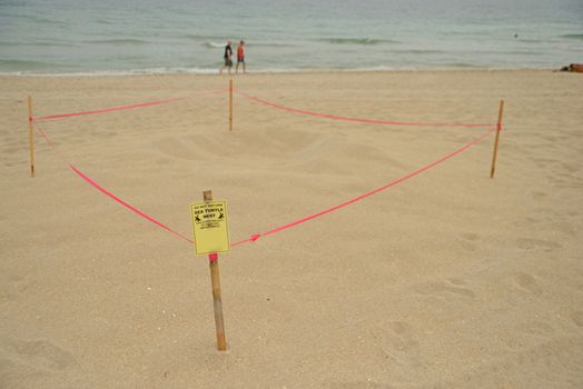 Sea turtle nest on beach in Fort lauderdale, florida