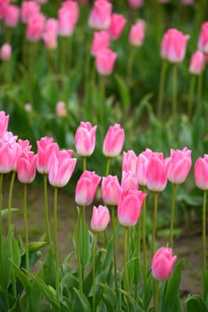 pink tulip from a farm in washington