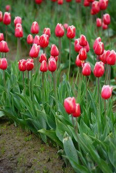 red tulip blossom from washington