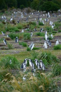 penguin colony in south america