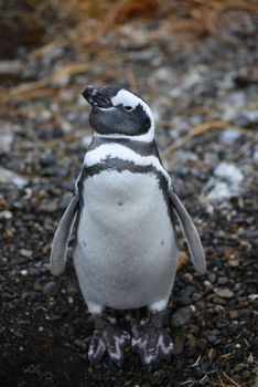 penguin from south america