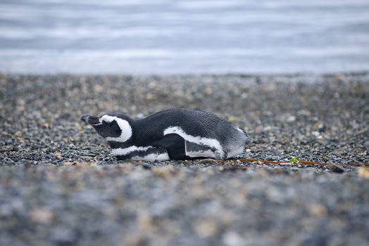 a penguin sleep on a beach