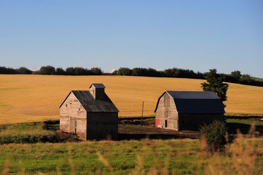 wheat farm and barn in washington