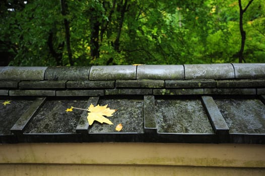 yellow maple leaf on japanese style roof