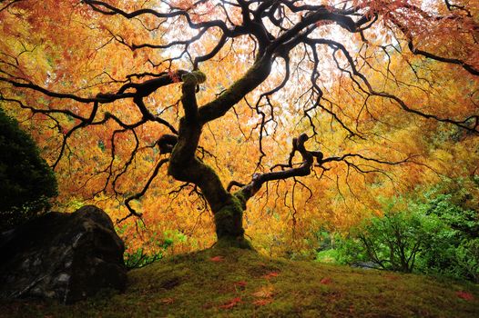 colorful japanese maple tree from a japanese garden