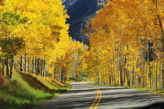 road in autumn tree scene in colorado