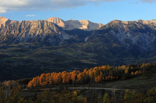 yellow aspen forest with mountain at colorado