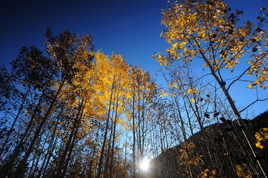 morning light on yellow autumn tree