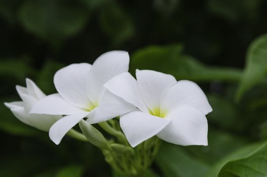 Pretty white flowers blooming in a garden