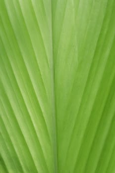 beautiful fresh green leaf as a background