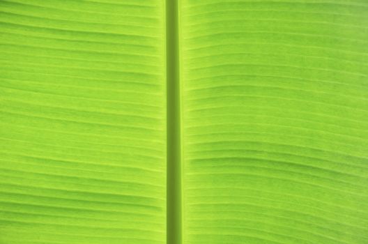 Green banana leaves use for the background