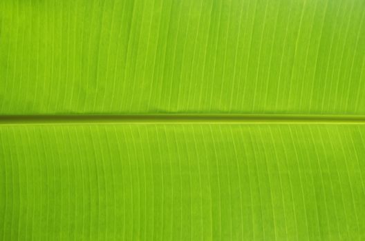 Green banana leaves use for the background