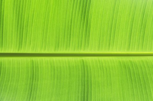 Green banana leaves use for the background