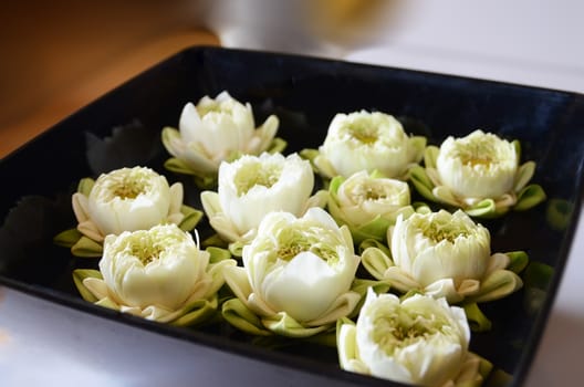 white lotus on black plate in spa