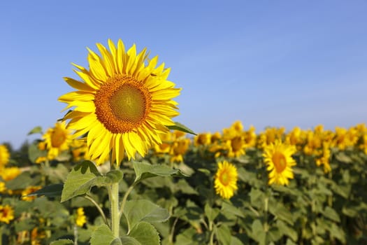 Austria Grimming 14-07-2013 The sunflower with the blue sky in background