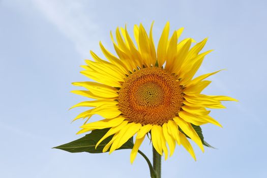 Austria Grimming 14-07-2013 The sunflower with the blue sky in background