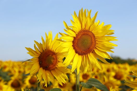 Austria Grimming 14-07-2013 The sunflower with the blue sky in background