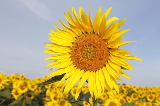 Austria Grimming 14-07-2013 The sunflower with the blue sky in background