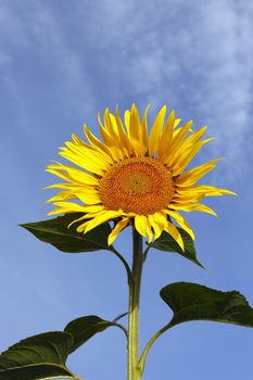 Austria Grimming 14-07-2013 The sunflower with the blue sky in background