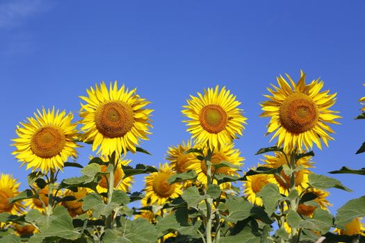 Austria Grimming 14-07-2013 The sunflower with the blue sky in background