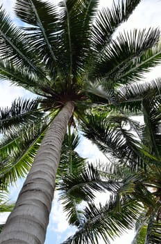Coconut tree canopy, Nature background