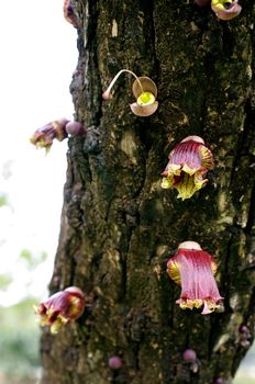 Mexican Calabash flower, Crescentia alata HBK, Bloom wild flora with light background