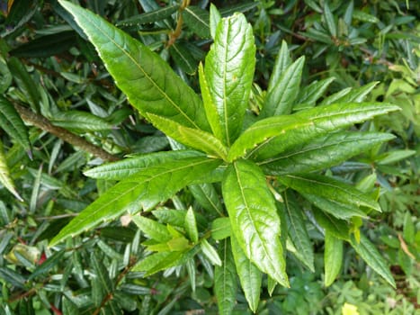 Shiny fresh green leaves on a bush