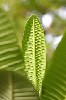 Branch with green leaves close-up