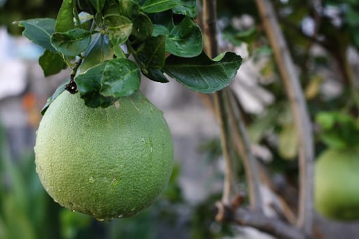 A pomelo fruit in the tree