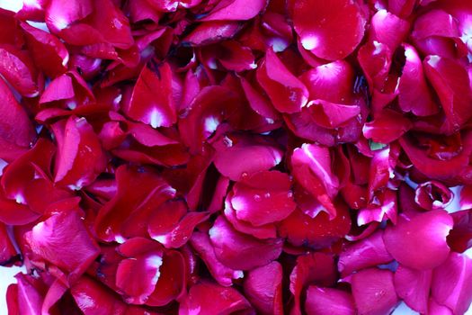 Close up red rose petal background