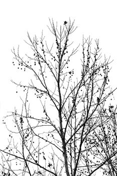 black and white tree branches autumn
