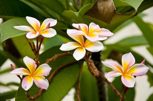 Frangipani flower in the garden