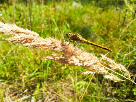 Yellow dragonfly resting on a brown straw towards green grass