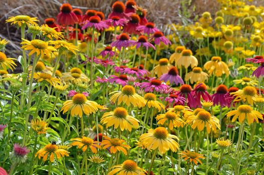 Colorful echinacea flowers in summer garden