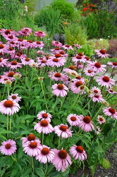 Purple echinacea flower garden blooming in summer