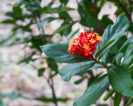 Red flower of rubiaceae family Ixora parviflora Vahl