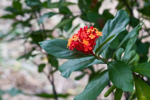 Red flower of rubiaceae family Ixora parviflora Vahl