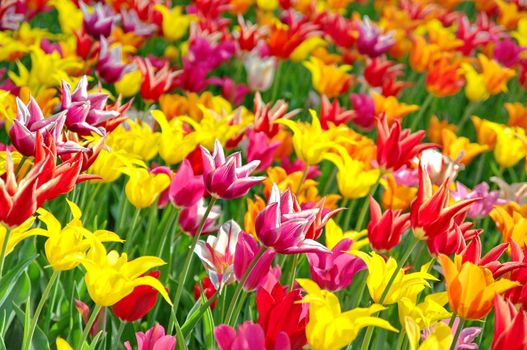 Colourful tulips