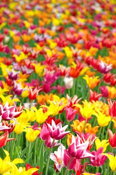 Colourful tulips