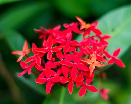 Red flower of rubiaceae family Ixora duffi