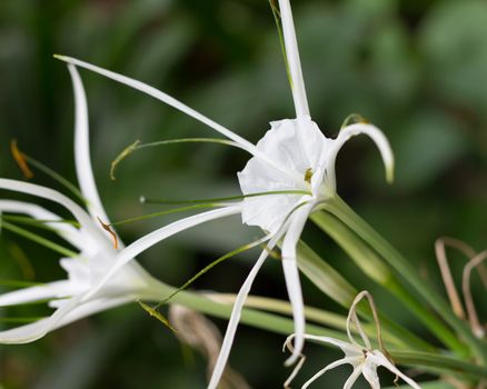 White flower of rubiaceae family