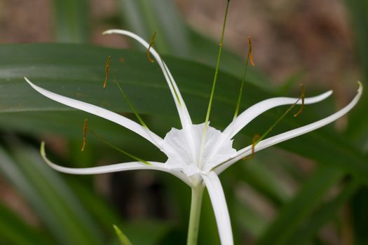 White flower of rubiaceae family