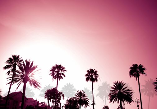 Tropical coconut palm tree silhouettes on a purple sunset.