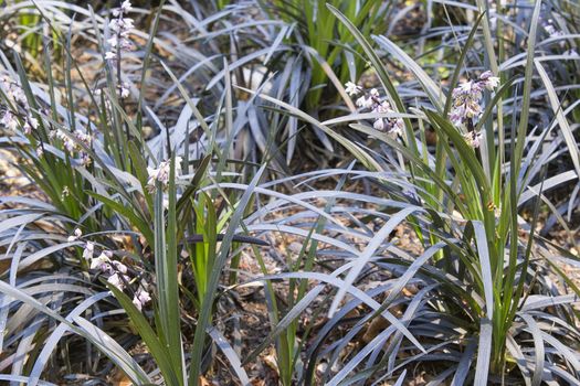 Black Mondo Grass with Flowers on Garden Backyard Landscaping Closeup